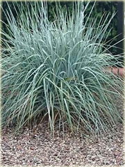 Wydmuchrzyca piaskowa Leymus avenarius